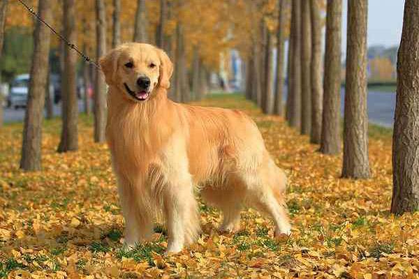 世界犬种智商排行 泰迪居然比金毛聪明