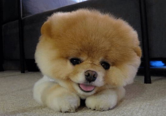 博美俊介和博美的区别?不要光看造型