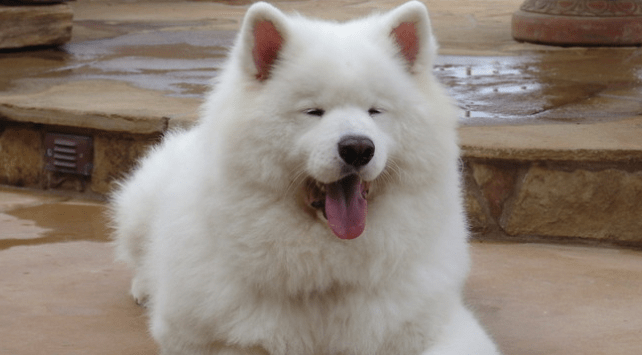 萨摩耶发烧了怎么办?这些征兆你要知道