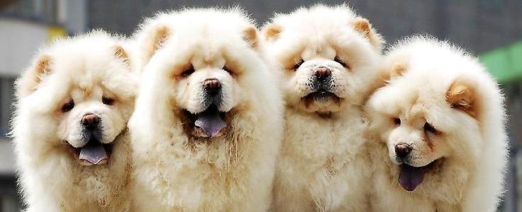 松狮犬吃什么,注意饮食松狮更好养