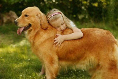 怎么训练金毛，看完事半功倍