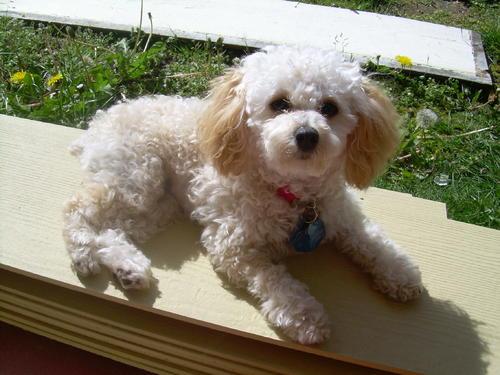 贵宾犬有直毛的吗?正常情况应该是这样的