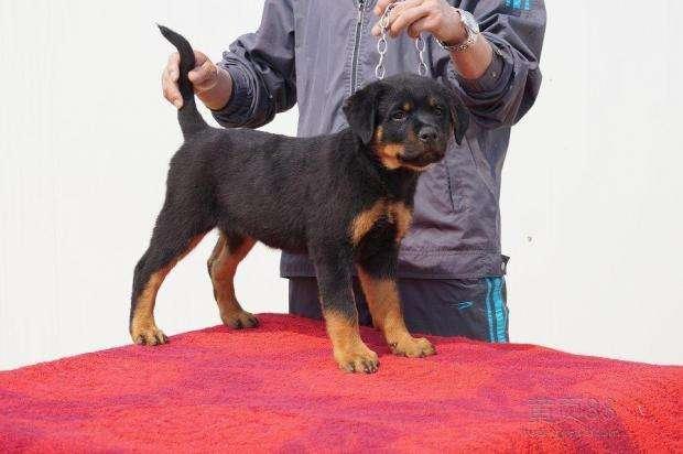 罗威纳犬咬人的原因以及处理方法