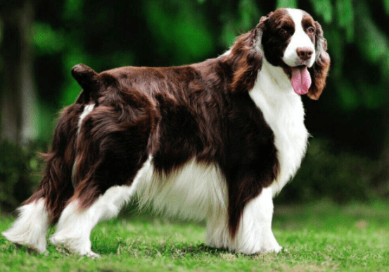 比格犬和史宾格的区别,外在内在差异都很大
