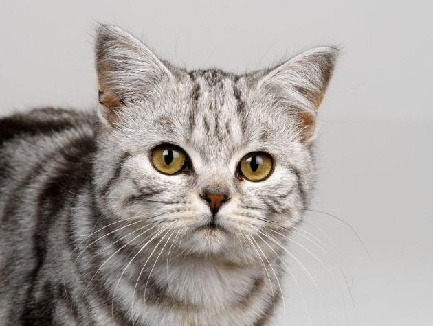 猫吃什么食物,除了鱼这些其实也都爱吃