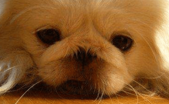 狗狗有眼屎是什么原因,这里说几个常见的