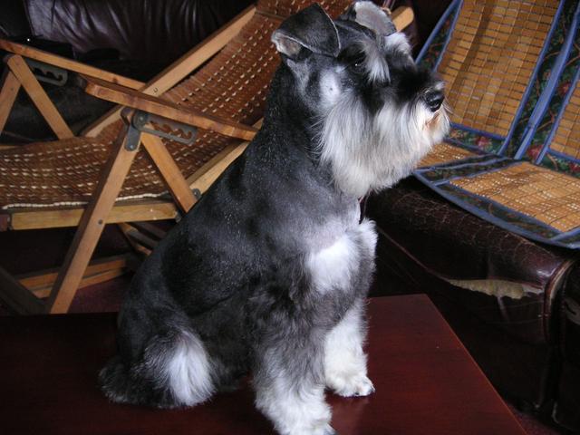 贵宾犬和雪纳瑞哪个好养吗？其实还是要看这些方面