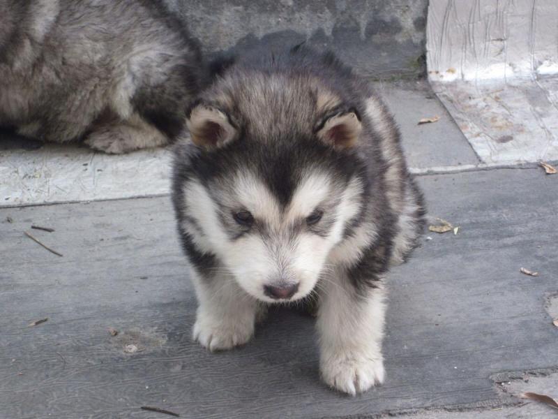 狗能吃虾吗？毕竟是海鲜，适量的喂