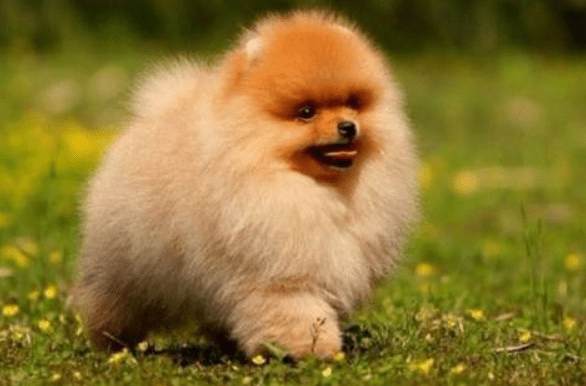 博美呕吐发抖怎么回事？这些情况都得排查