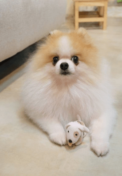 博美老是咳嗽怎么办?搞清楚具体原因很重要