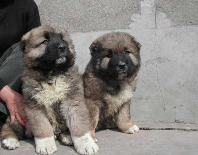 高加索幼犬怎么喂养?详细的喂养知识