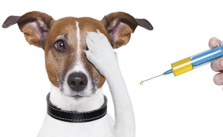 狗狗要打哪些疫苗？疫苗全攻略都在这