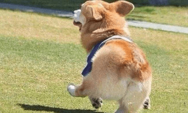 柯基怎么看品相，主要观察这几个方面