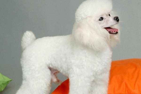 贵宾犬和泰迪有区别吗?有些常识问题要了解清楚