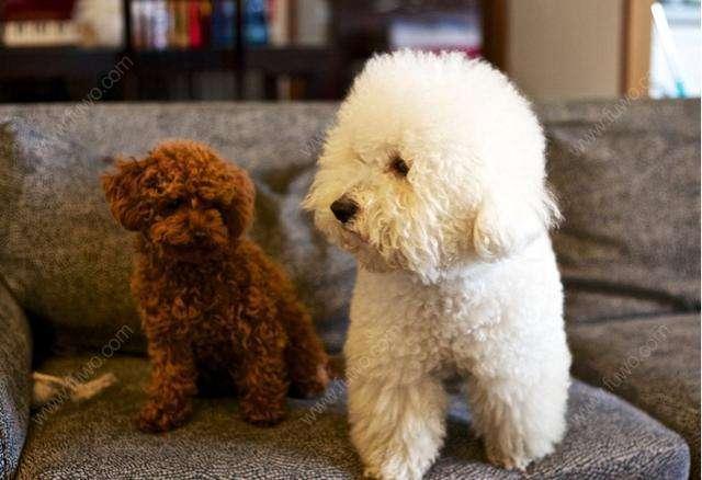 比熊和泰迪哪个好?来对比下各自的优缺点