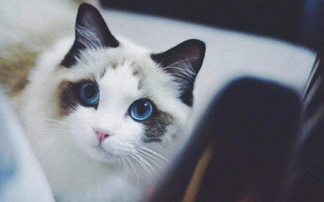 什么猫好养而且不贵,田园猫定不缺席