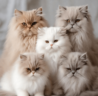 波斯猫繁殖特点:杂交后代的特征探索
