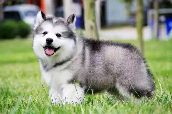 阿拉斯加要怎么训练,像对待小朋友那样