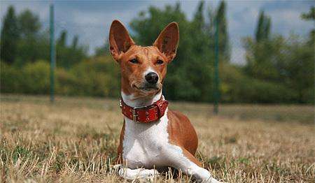 巴仙吉犬不会吠  实力演绎沉默是金