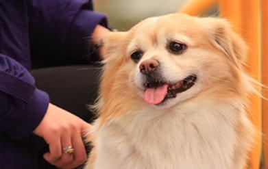 蝴蝶犬好不好养？看完你心里该有答案的