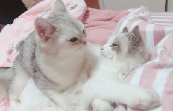 猫咪驱虫多久一次,一般建议是这样来的