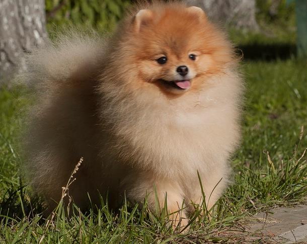 博美犬几个月可以训练？一般来讲是这样的