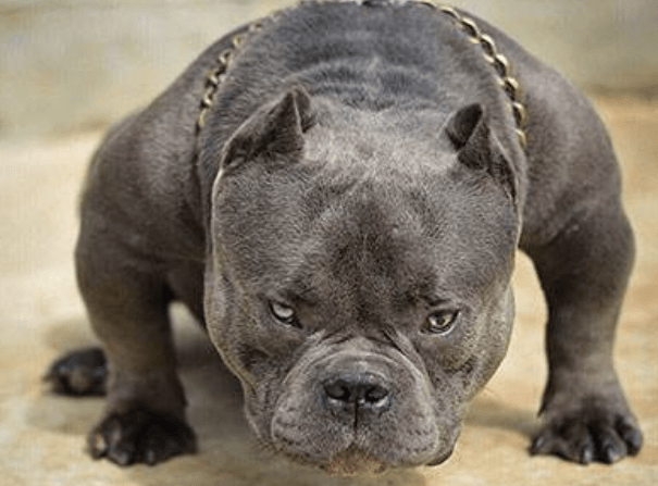 比特犬和恶霸犬谁厉害？从理论上这样来分析