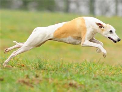 惠比特犬吃什么最好?营养全面均衡才是最好的