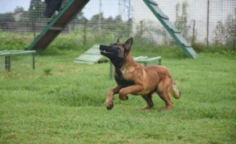 马犬会咬自己主人吗?一般情况是不会咬的