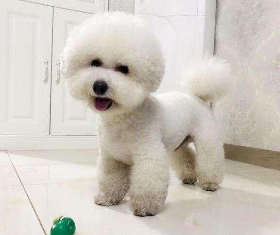 比熊犬喜欢什么玩具?这些玩具屡试不爽