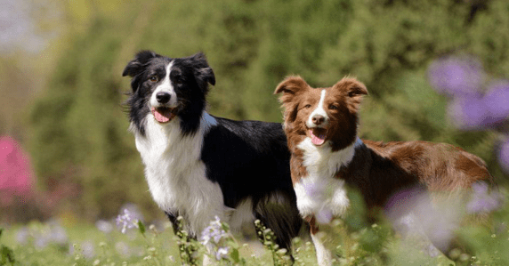 怎样训练边境牧羊犬,如何使他们更优秀