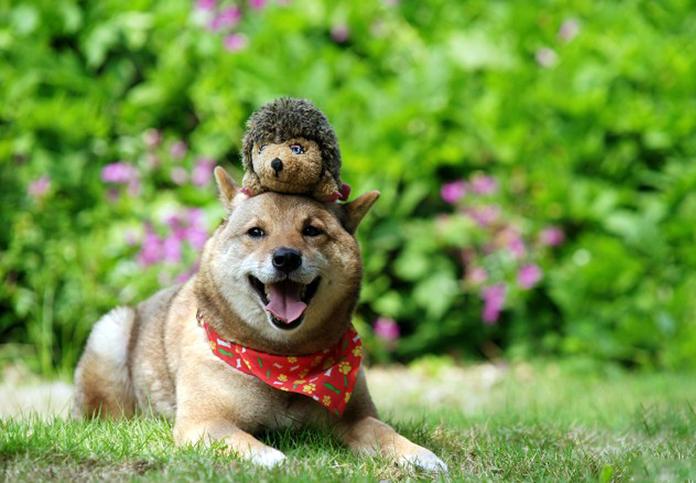 狗得了皮肤病怎么治?这个要分情况