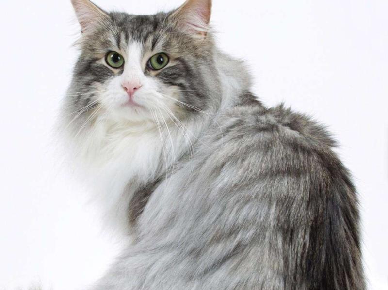 土猫和宠物猫的区别,其实大同小异
