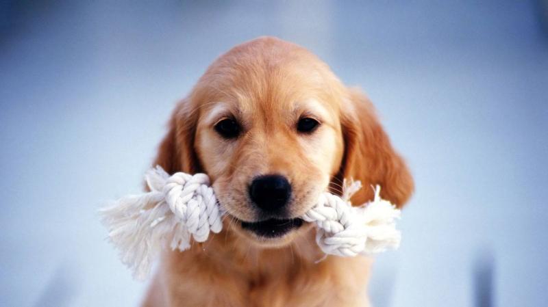 狗狗疫苗多久打一次,这些都是有标准的