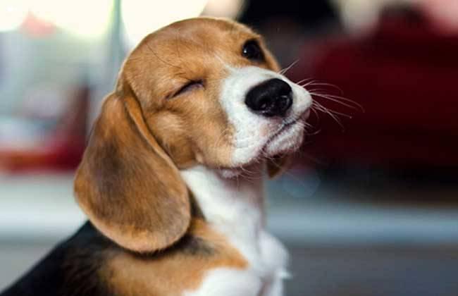 比格犬掉毛吗,掉毛又怎么护理呢