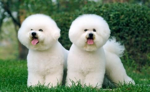 怎么训练比熊？其实套路方法都一样的