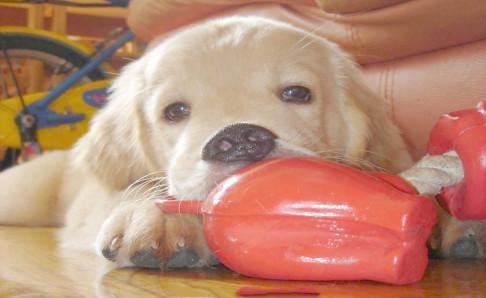 狗狗心跳很快怎么回事？及时去排查原因