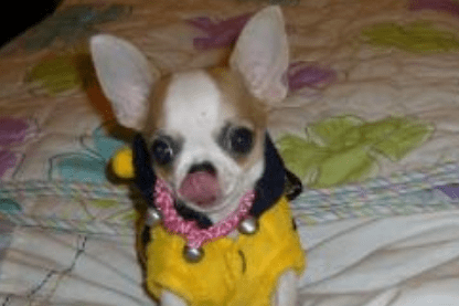 吉娃娃会咬人吗？咬人的话怎么改呢