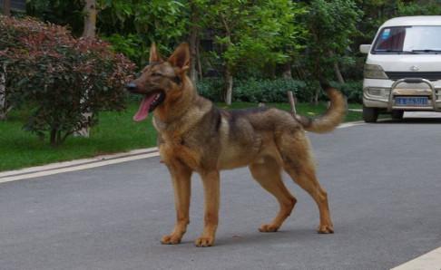 昆明犬的缺点,再好的狗狗也会有不足之处