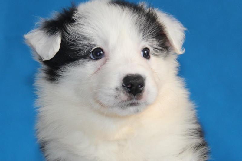 边境牧羊犬能干什么?智商高不一定就能干