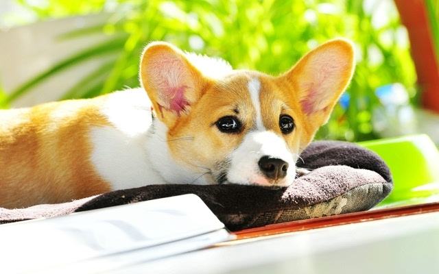 柯基犬掉毛厉害吗?这几大缺点很窒息