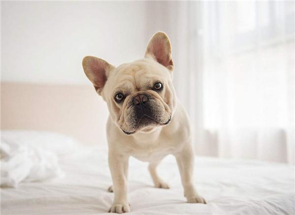 法国斗牛犬会咬人吗?读完这篇你就懂了