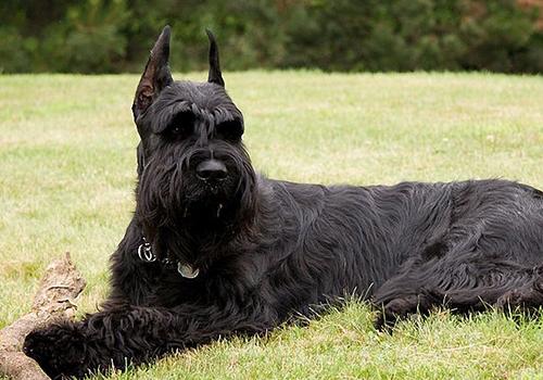 迷你雪纳瑞和标准雪纳瑞的区别，谁才是纯的？