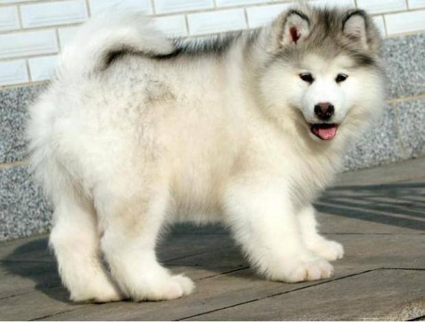 阿拉斯加犬性格?你真的了解阿拉斯加吗