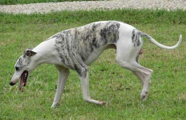 惠比特犬和格力犬哪个好?区别与对比了解下