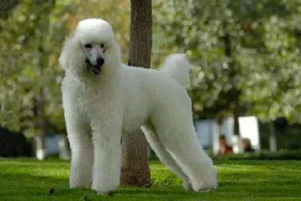 贵宾犬是大型犬吗?它们也是分了好几种的