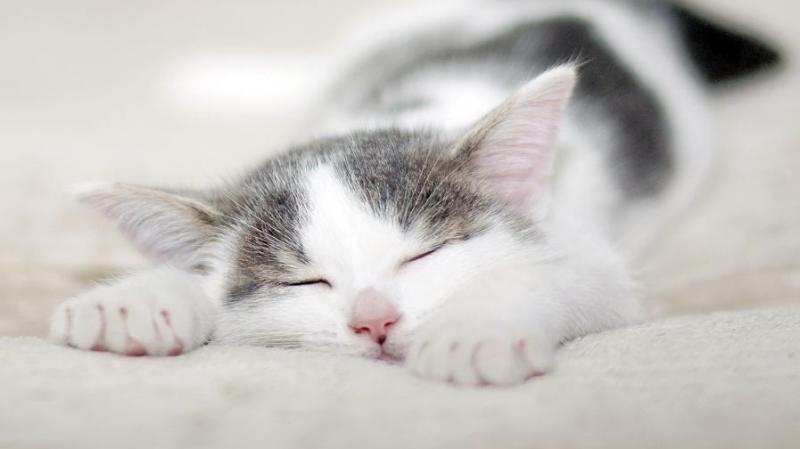 成年猫一天吃多少猫粮
