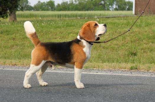 比格犬和史宾格的区别,外在内在差异都很大