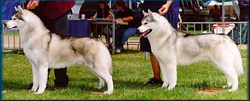 哈士奇和阿拉斯加的区别，二哈与斯加的兄弟情