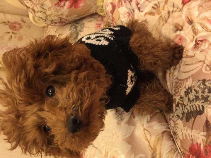 狗狗鼻炎症状，症状分个轻重缓急